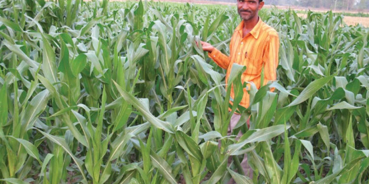 Story of Paswans of Punarbas